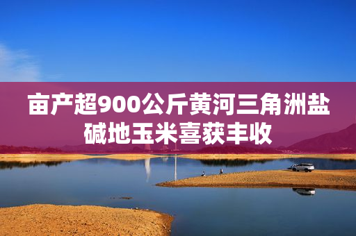 亩产超900公斤黄河三角洲盐碱地玉米喜获丰收