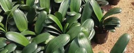君子兰种子种植方法(君子兰种子种植方法和种植视频)