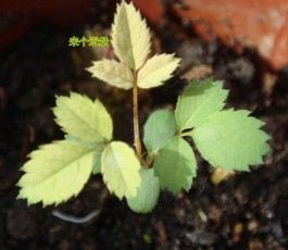 玫瑰花种子种植方法(玫瑰花种子种植方法与技巧视频)