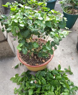 茉莉的养殖方法(风车茉莉的养殖方法)