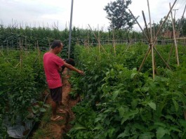 番茄种植方法(黄圣女番茄种植方法)