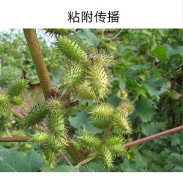 植物种子传播的方法(植物种子传播的方法二年级)