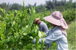喜茶多个水果基地迎来丰收 为消费者呈现当季真果最佳风味