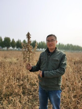 十五年育成一个品种 低豆腥味高产大豆实测亩产545斤