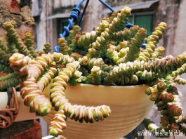 钱串子的养殖方法(钱串子的养殖方法怎样修剪栽培)