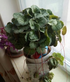虎耳草的养殖方法(虎耳草的养殖方法和注意事项视频)