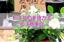 栀子花的养殖方法(栀子花的养殖方法和注意事项 盆栽温度)