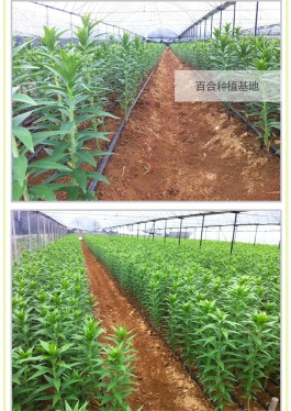 百合的种植方法(食用百合的种植方法)