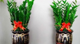 金钱树的养殖方法(绿植金钱树的养殖方法)