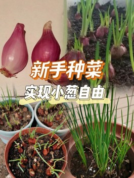 小葱的种植方法(水培小葱的种植方法)