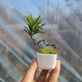 罗汉松盆景养殖方法(罗汉松盆景百科)