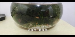 养鱼技巧(庭院鱼池养鱼技巧)