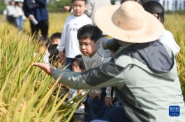 农场里的幼儿自然课