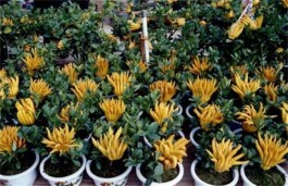 佛手的种植方法(佛手瓜怎么种植方法)