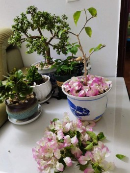 三角梅的修剪方法图(三角梅的修剪方法图片视频)
