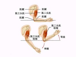 肱三头肌锻炼方法(偏瘫肱三头肌锻炼方法)