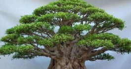 榕树的养殖方法和注意事项(黄金榕树的养殖方法和注意事项)