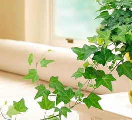 常青藤的养殖方法(常青藤的养殖方法和注意土壤)