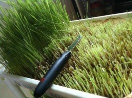 小麦草的种植方法(小麦草的种植方法有哪些)