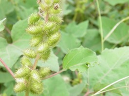 种子传播方法100种(种子传播种子的方法有哪些)