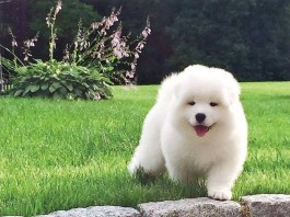 萨摩耶犬的饲养方法(萨摩耶犬的饲养方法和配种)