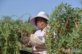 枸杞的种植方法(枸杞的种植方法和管理视频)