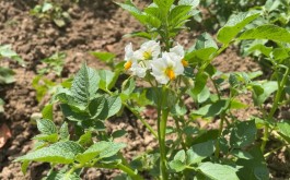 土豆种植方法(花盆土豆种植方法)