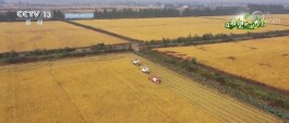 全国秋粮已收获9.88亿亩 同比快3.3个百分点