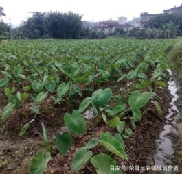 芋头的种植方法(芋头的种植方法和时间)