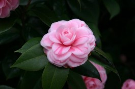 山茶花的养殖方法(山茶花的养殖方法和注意事项)