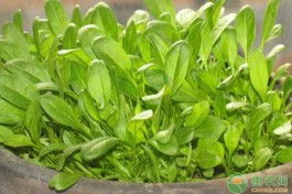 菠菜的种植方法(菠菜的种植方法和时间介绍菠菜)