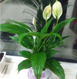 一帆风顺的养殖方法(一帆风顺的养殖方法适合室内)