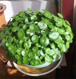 铜钱草的养殖方法和注意事项(如何养铜钱草的养殖方法和注意事项)