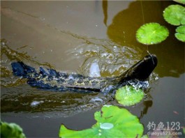 路亚黑鱼技巧(亮水路亚黑鱼技巧)