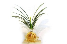 水培植物的养殖方法(水培植物怎么种植方法)