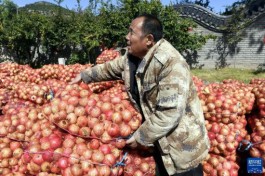 山东枣庄：石榴红了