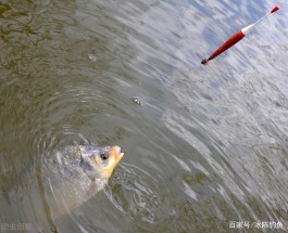 冬天钓鲫鱼技巧(冬天如何垂钓鲫鱼)