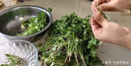 香菜的保存方法(香菜的保存方法家常做法)