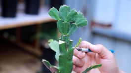 火龙果盆栽种植方法(火龙果盆栽种植方法图解)