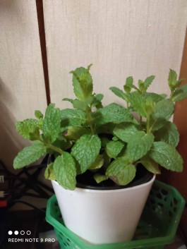 驱蚊方法(古代驱蚊方法)