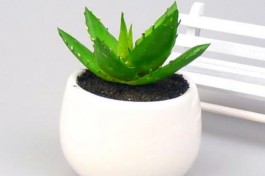 芦荟的养殖方法和注意事项(龙爪芦荟的养殖方法和注意事项)