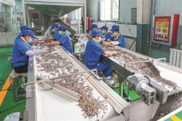 培育优质食葵产业基地