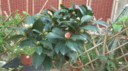 茶花的养殖方法视频(茶花的养殖方法视频教程)
