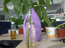 发财树水培方法(发财树水培怎么养才长得好)