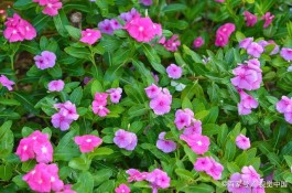 长春花的养殖方法(长春花的养殖方法和注意事项下载花百科)