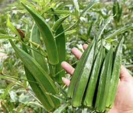 秋葵的种植方法(秋葵的种植方法视频教程)
