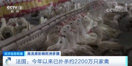 高级别警报拉响！多国遭遇“鸡蛋荒”！什么情况？