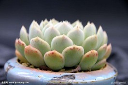 多肉种子种植方法(多肉种子种植方法图解)