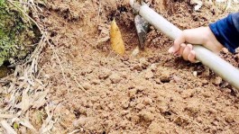 挖冬笋技巧绝招视频(挖冬笋技巧绝招视频教程)