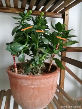 长寿花的修剪方法(长寿花的修剪方法图解花和图片)